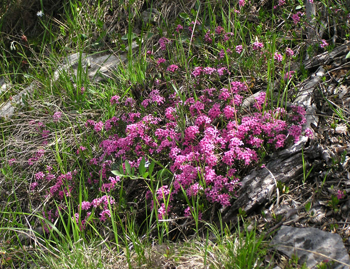 Daphne cneorum / Dafne odorosa